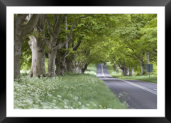Beech Avenue and Empty Road Framed Mounted Print by Colin Tracy