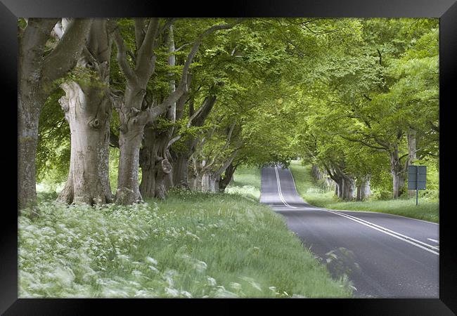 Beech Avenue and Empty Road Framed Print by Colin Tracy