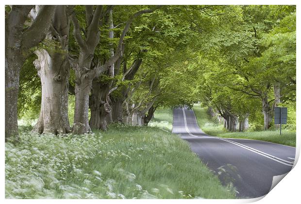 Beech Avenue and Empty Road Print by Colin Tracy