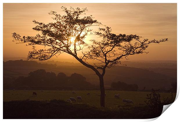 Sunset Silhouette Print by Colin Tracy
