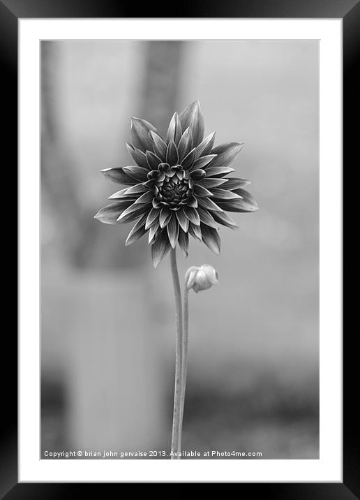 Growing up Framed Mounted Print by  