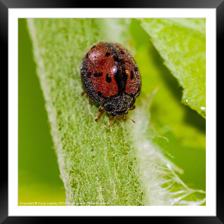 hairy ladybird Framed Mounted Print by Craig Lapsley