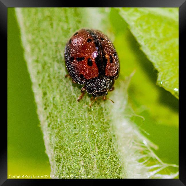 hairy ladybird Framed Print by Craig Lapsley