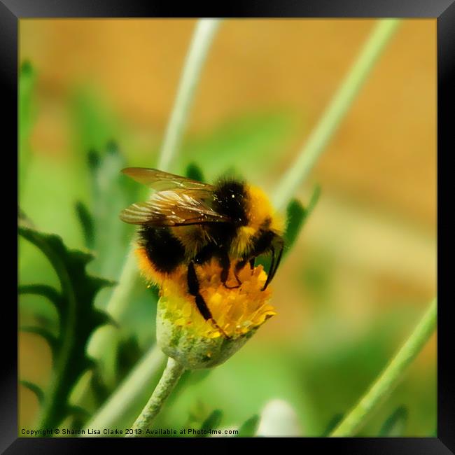 Just being a bee Framed Print by Sharon Lisa Clarke