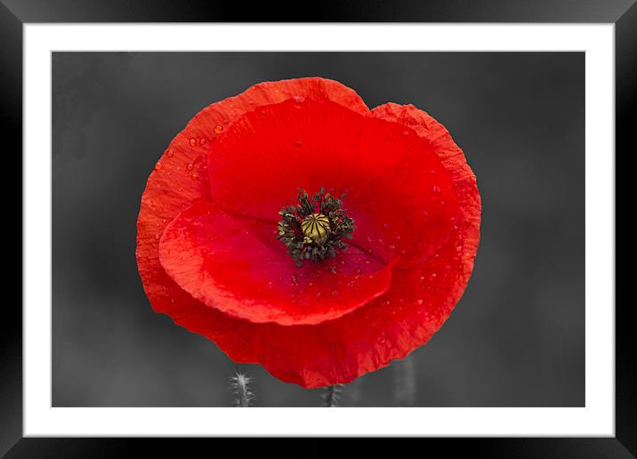 Single Poppy on Black and White Framed Mounted Print by Bill Simpson