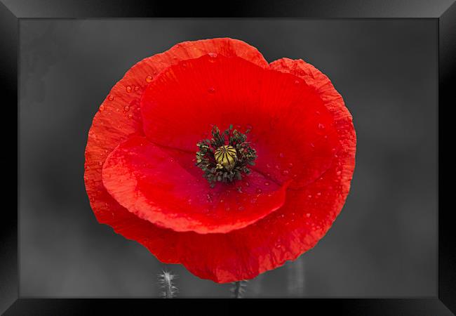 Single Poppy on Black and White Framed Print by Bill Simpson