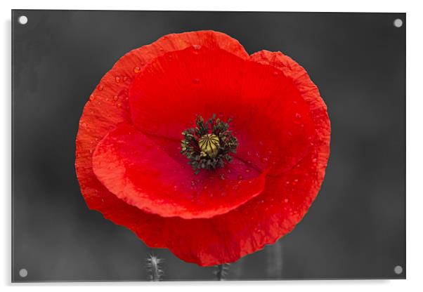 Single Poppy on Black and White Acrylic by Bill Simpson