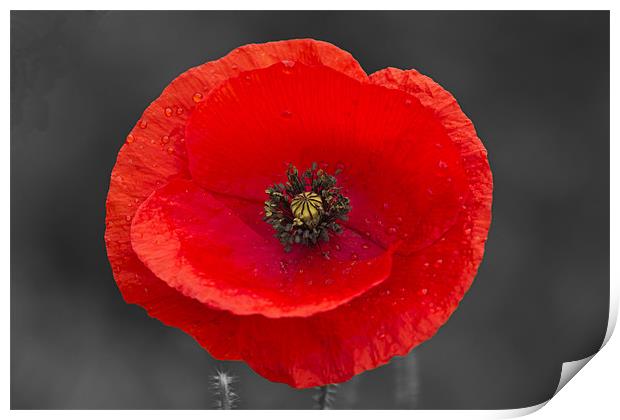 Single Poppy on Black and White Print by Bill Simpson