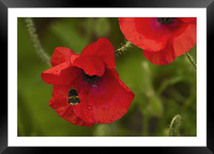 Poppy and Bee Framed Mounted Print by Bill Simpson