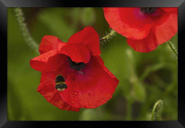 Poppy and Bee Framed Print by Bill Simpson