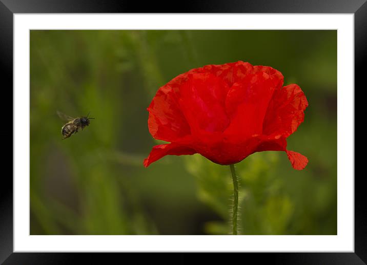 Single Poppy and Bee Framed Mounted Print by Bill Simpson