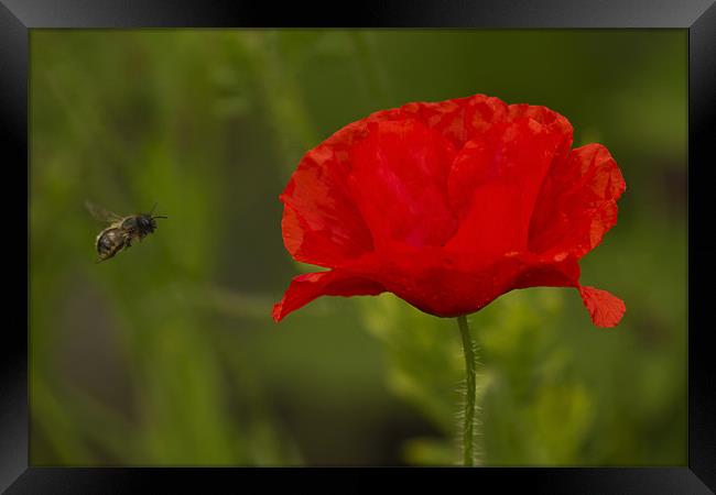 Single Poppy and Bee Framed Print by Bill Simpson