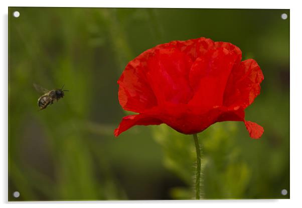 Single Poppy and Bee Acrylic by Bill Simpson