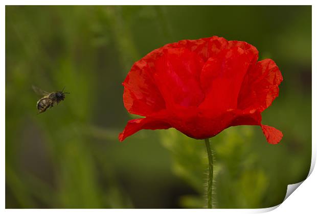 Single Poppy and Bee Print by Bill Simpson