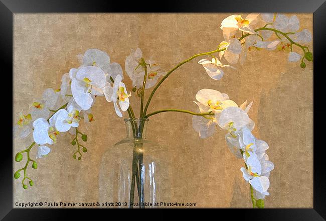 Orchid display! Framed Print by Paula Palmer canvas