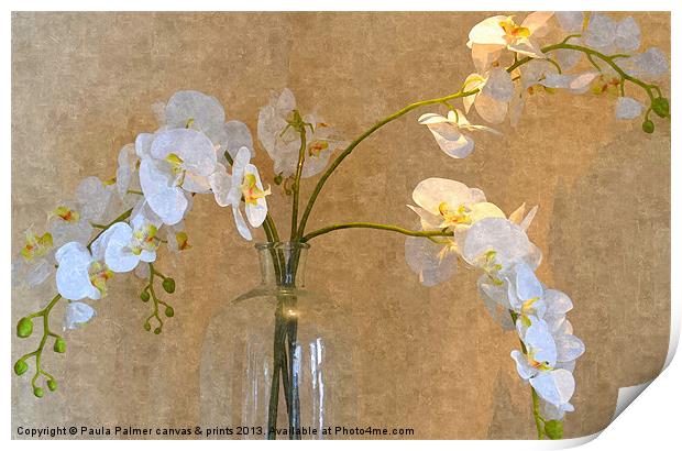 Orchid display! Print by Paula Palmer canvas