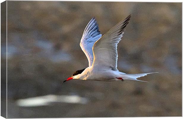 Common Tern Watercolour Texture Canvas Print by Bill Simpson
