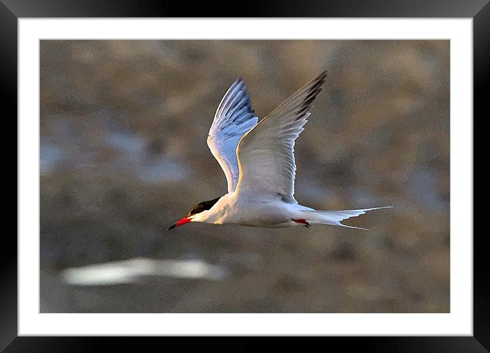 Common Tern Watercolour Texture Framed Mounted Print by Bill Simpson