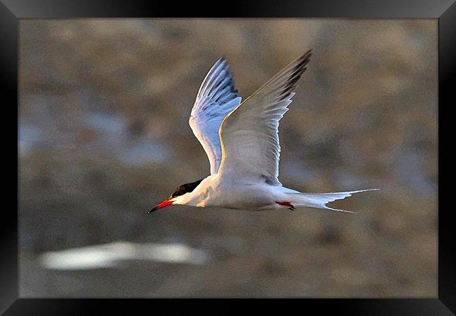 Common Tern Watercolour Texture Framed Print by Bill Simpson