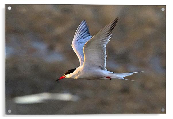Common Tern Watercolour Texture Acrylic by Bill Simpson