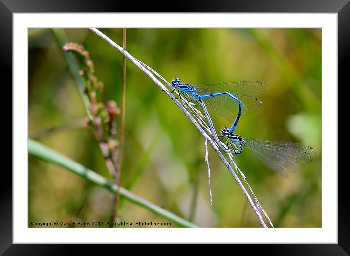 Making Out . Framed Mounted Print by Mark  F Banks