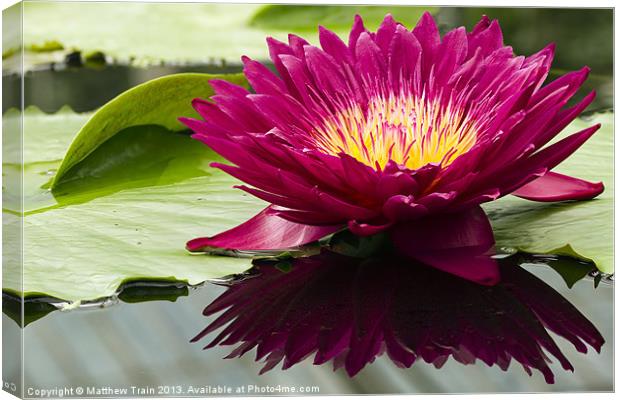 Reflected Water Lily Canvas Print by Matthew Train