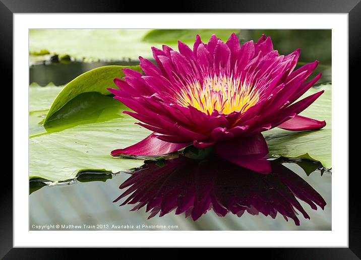 Reflected Water Lily Framed Mounted Print by Matthew Train