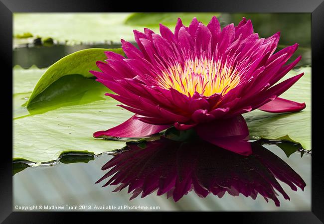 Reflected Water Lily Framed Print by Matthew Train