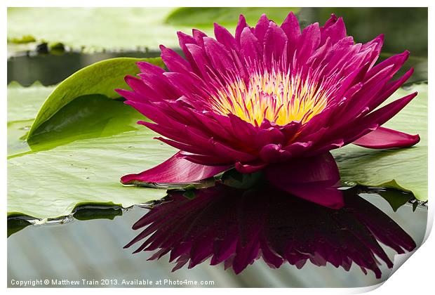 Reflected Water Lily Print by Matthew Train