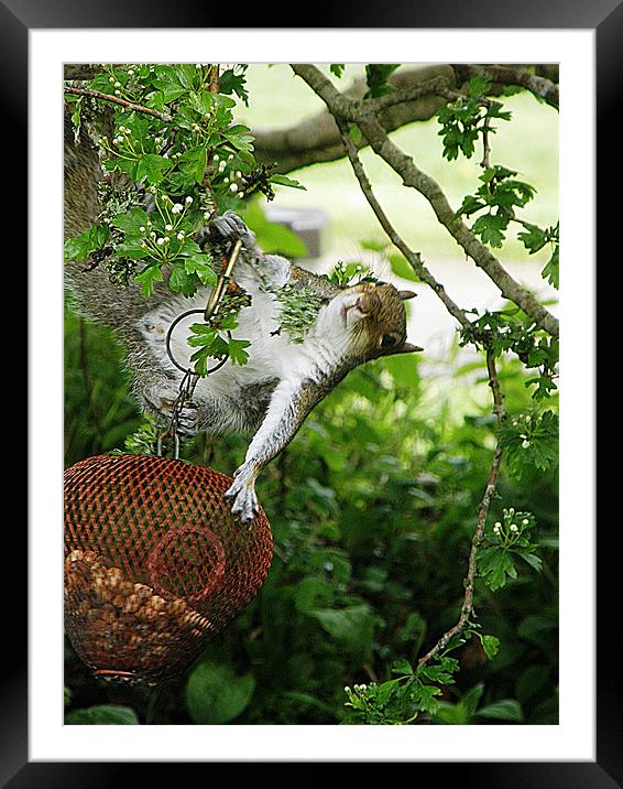 Acrobatic Squirrel Framed Mounted Print by Rosie Spooner