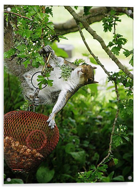 Acrobatic Squirrel Acrylic by Rosie Spooner