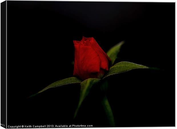 Red Rosebud Canvas Print by Keith Campbell