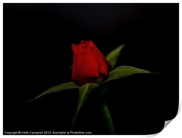 Red Rosebud Print by Keith Campbell