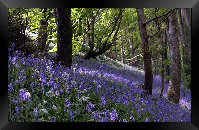 Bluebells on a hill Framed Print by Rosie Spooner