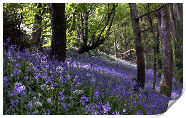 Bluebells on a hill Print by Rosie Spooner