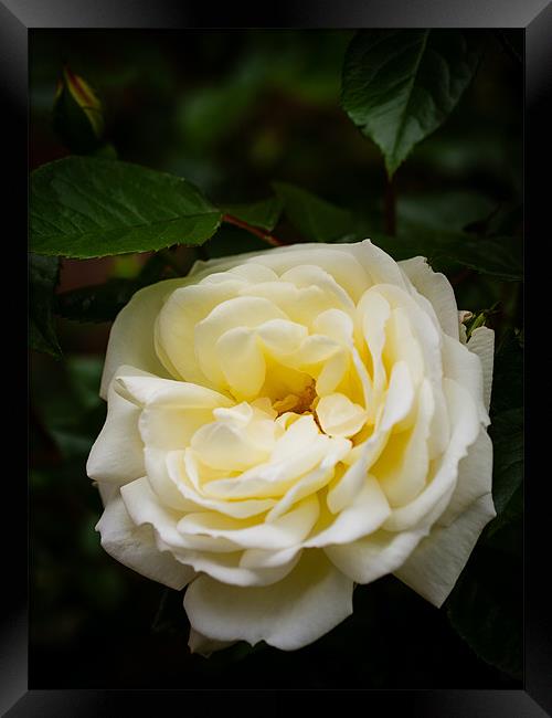 White Rose Framed Print by Mark Llewellyn