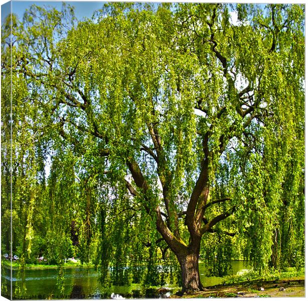 weeping willow tree 1 Canvas Print by Emma Ward