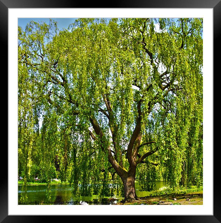 weeping willow tree 1 Framed Mounted Print by Emma Ward