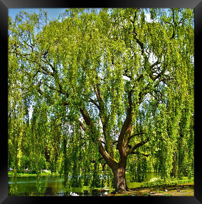 weeping willow tree 1 Framed Print by Emma Ward