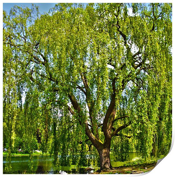 weeping willow tree 1 Print by Emma Ward