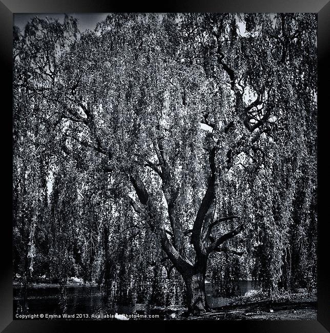 weeping willow tree 2 Framed Print by Emma Ward