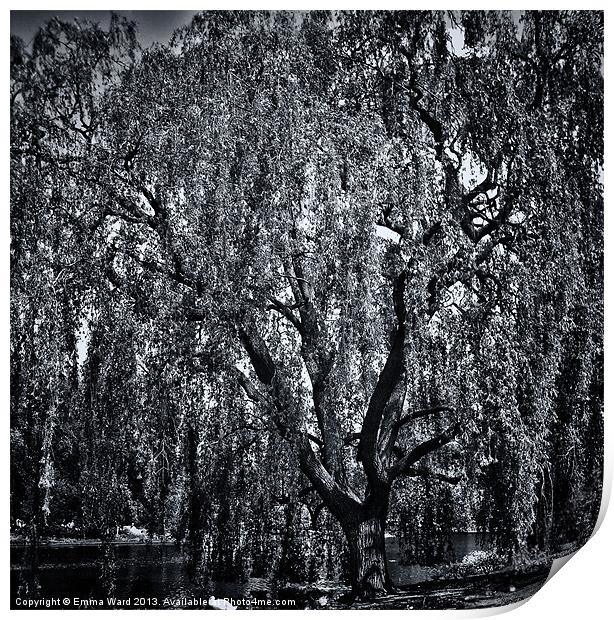 weeping willow tree 2 Print by Emma Ward