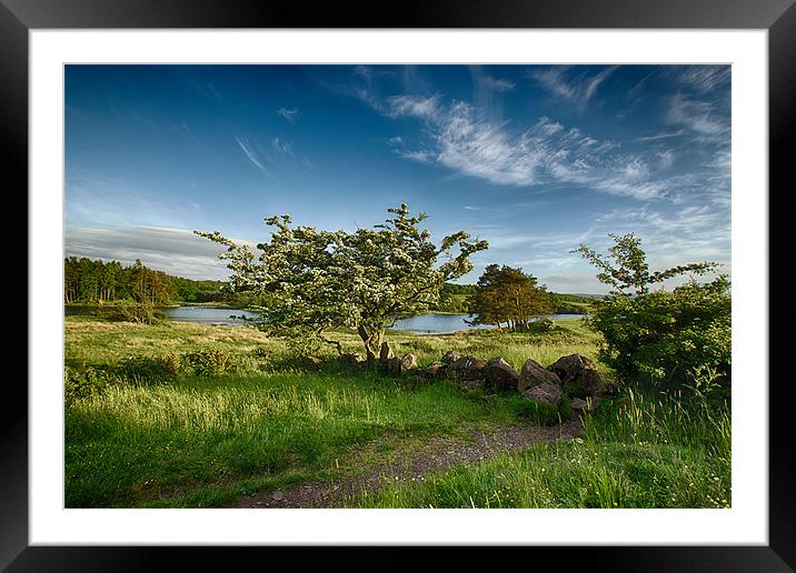 Hawthorn Tree Framed Mounted Print by Sam Smith