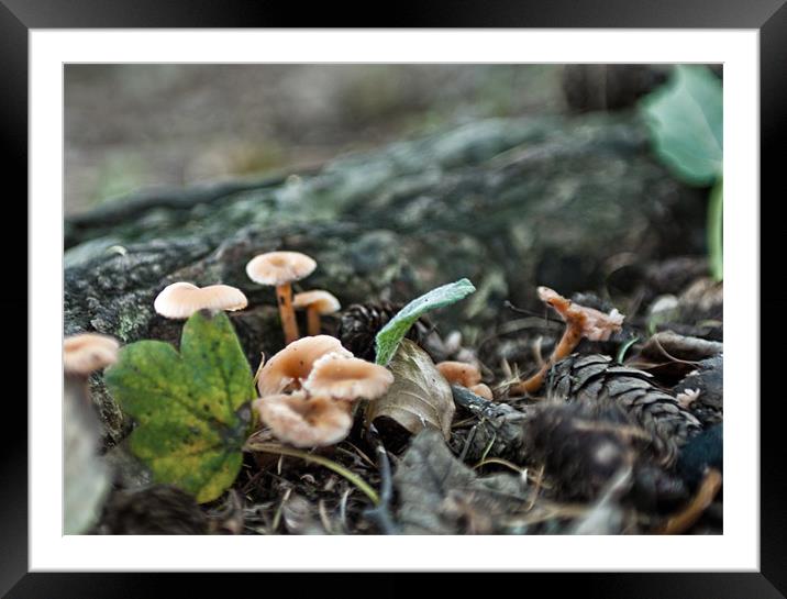 Fungi Framed Mounted Print by Ben Prior