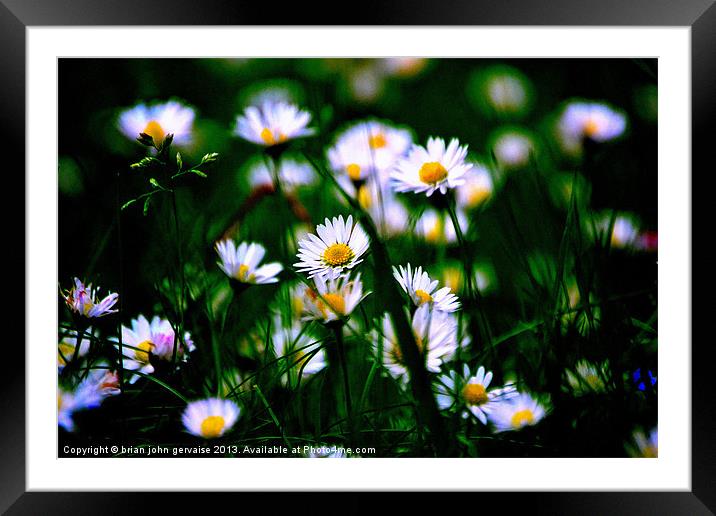 the daisies Framed Mounted Print by  