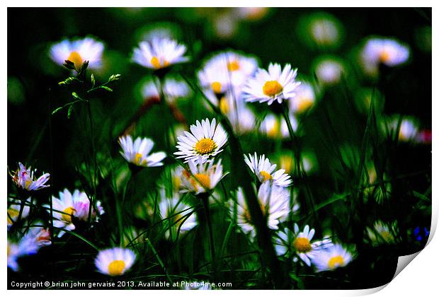 the daisies Print by  