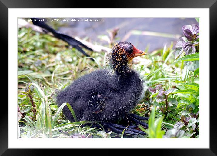 Coot chick Framed Mounted Print by Lee Mullins