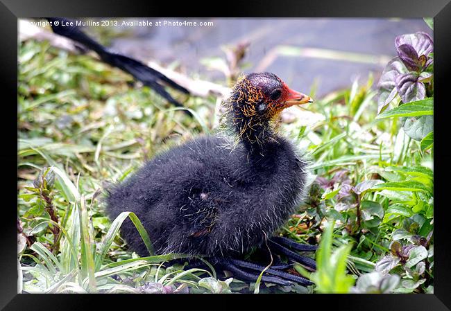 Coot chick Framed Print by Lee Mullins
