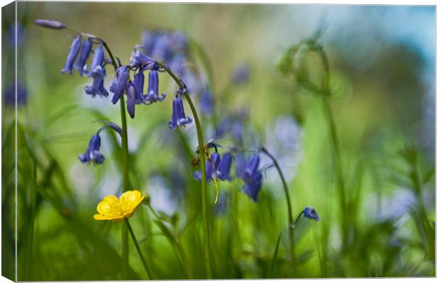 Buttercup and Blubells Canvas Print by Ben Prior