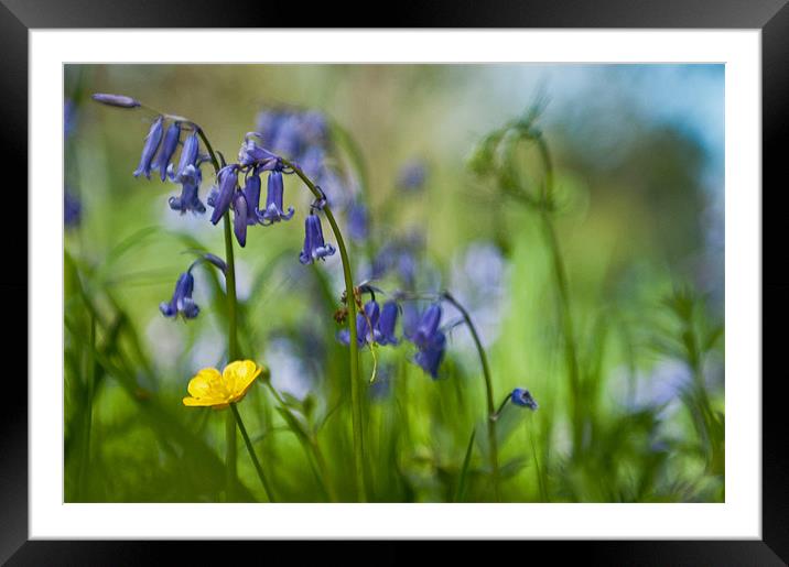 Buttercup and Blubells Framed Mounted Print by Ben Prior